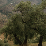 Nuevo Reglamento de Producción Integrada del Olivar en Andalucía: ¿qué cambia para los olivareros?